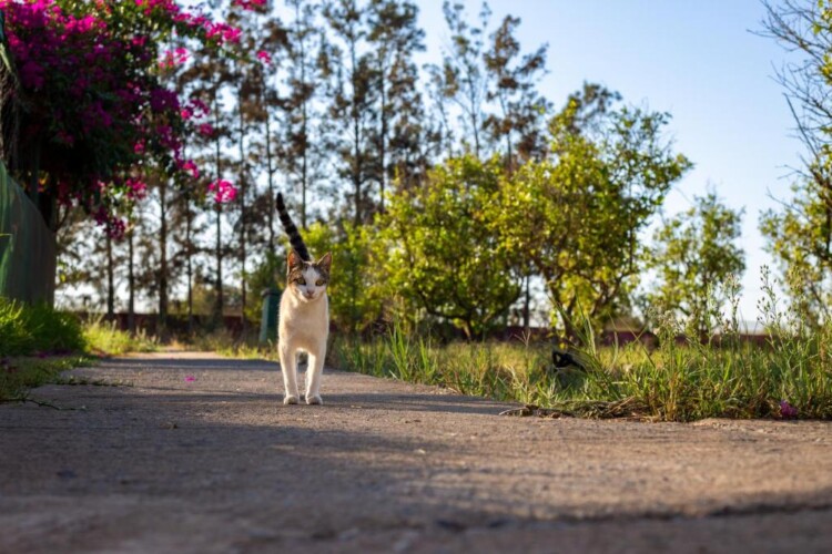 753844014 - Location Appartement Meublé Rabat Maroc - Masterhost