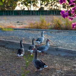 753844202 - Location Appartement Meublé Rabat Maroc - Masterhost