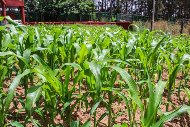 753844603 - Location Appartement Meublé Rabat Maroc - Masterhost