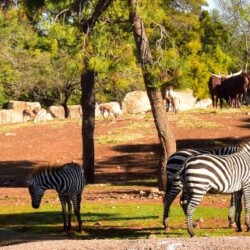 Live-View-savane-400×321 - Location Appartement Meublé Rabat Maroc - Masterhost